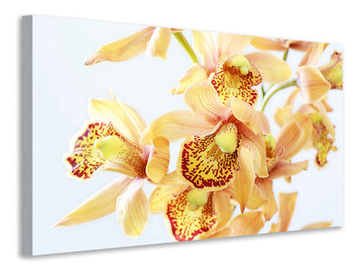 canvas-print-yellow-orchid