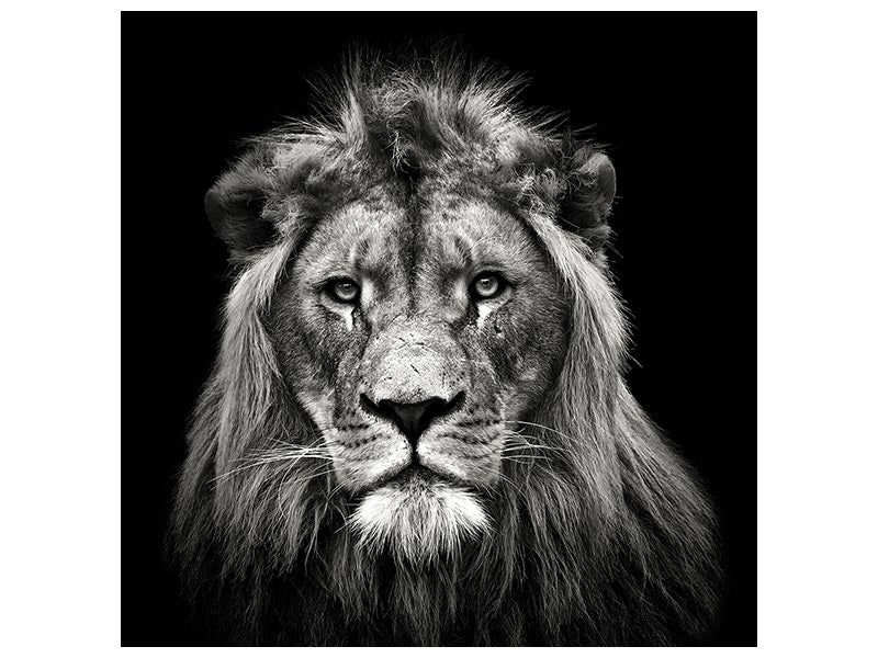 canvas-print-young-male-lion-x