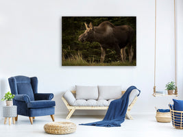 canvas-print-young-moose-on-the-loose