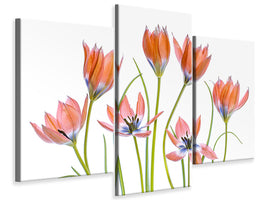 modern-3-piece-canvas-print-apricot-tulips