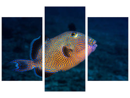 modern-3-piece-canvas-print-blue-triggerfish