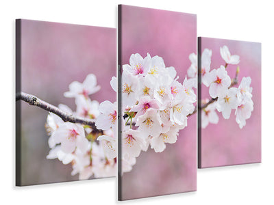modern-3-piece-canvas-print-cherry-blossoms-xxl