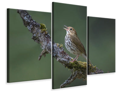 modern-3-piece-canvas-print-in-the-forest-p