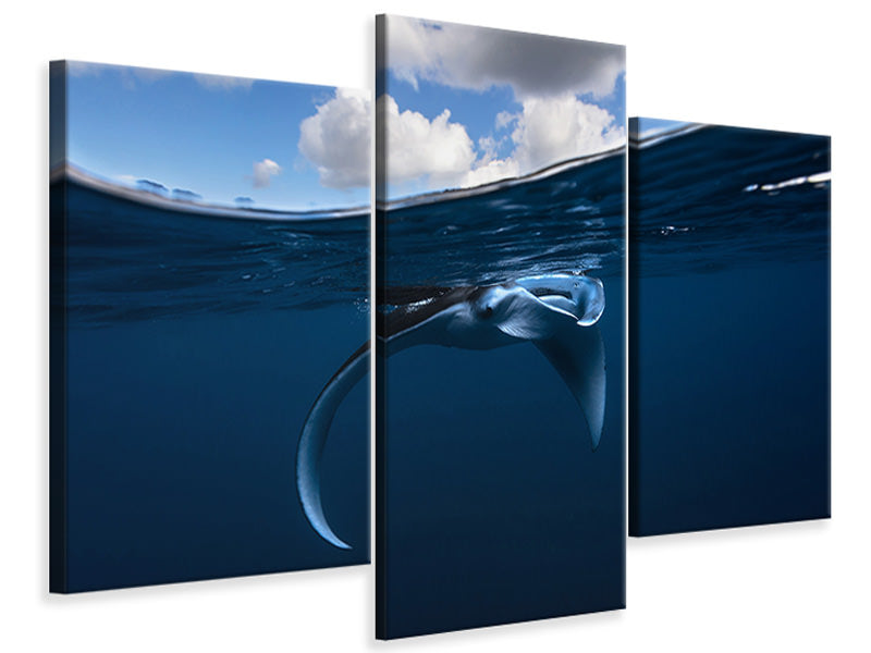 modern-3-piece-canvas-print-little-manta-ray