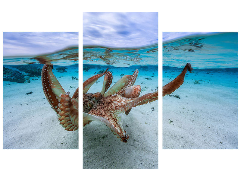 modern-3-piece-canvas-print-octopus-ii