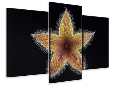 modern-3-piece-canvas-print-stapelia-grandiflora