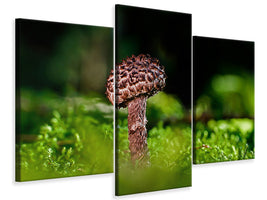 modern-3-piece-canvas-print-strobilomyces-strobilaceus