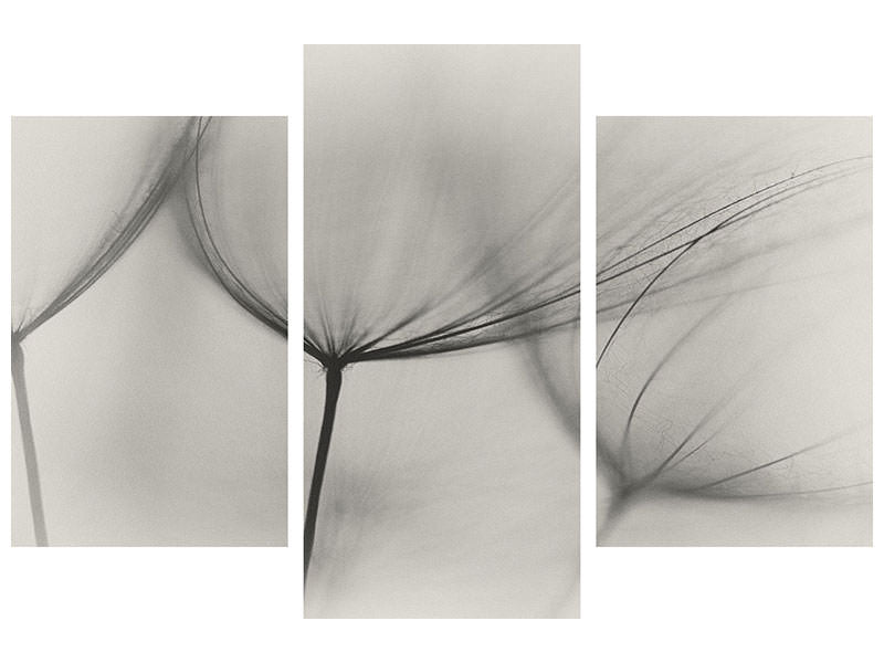 modern-3-piece-canvas-print-tragopogon