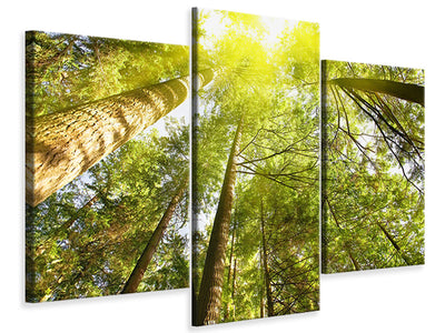 modern-3-piece-canvas-print-treetops-in-the-sun