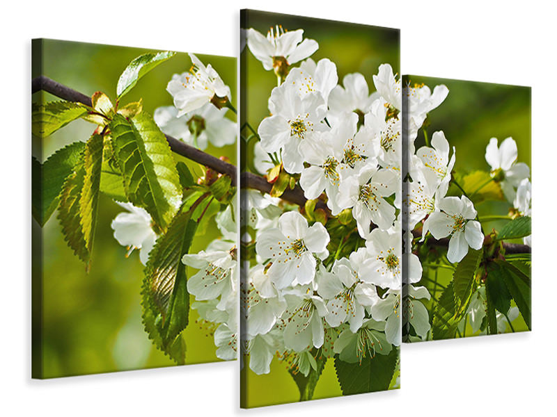 modern-3-piece-canvas-print-white-flowers-in-xl