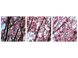panoramic-3-piece-canvas-print-japanese-cherry-blossom
