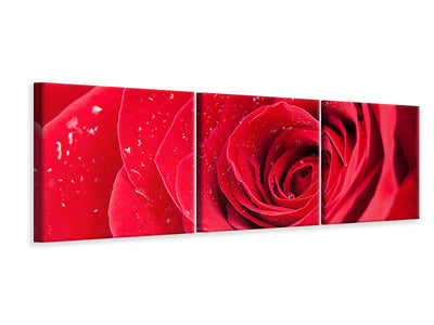 panoramic-3-piece-canvas-print-red-rose-in-morning-dew