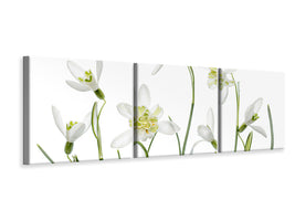 panoramic-3-piece-canvas-print-spring-snowdrops