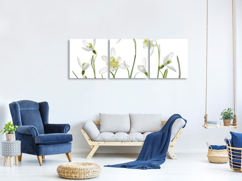 panoramic-3-piece-canvas-print-spring-snowdrops