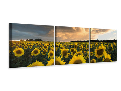panoramic-3-piece-canvas-print-sunflowers-in-sweden