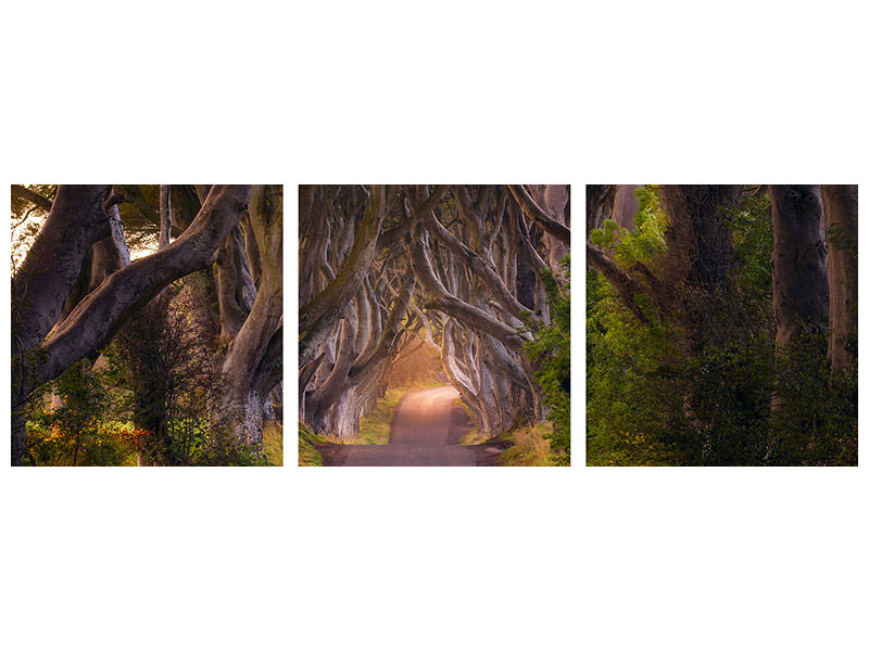 panoramic-3-piece-canvas-print-the-glowing-hedges