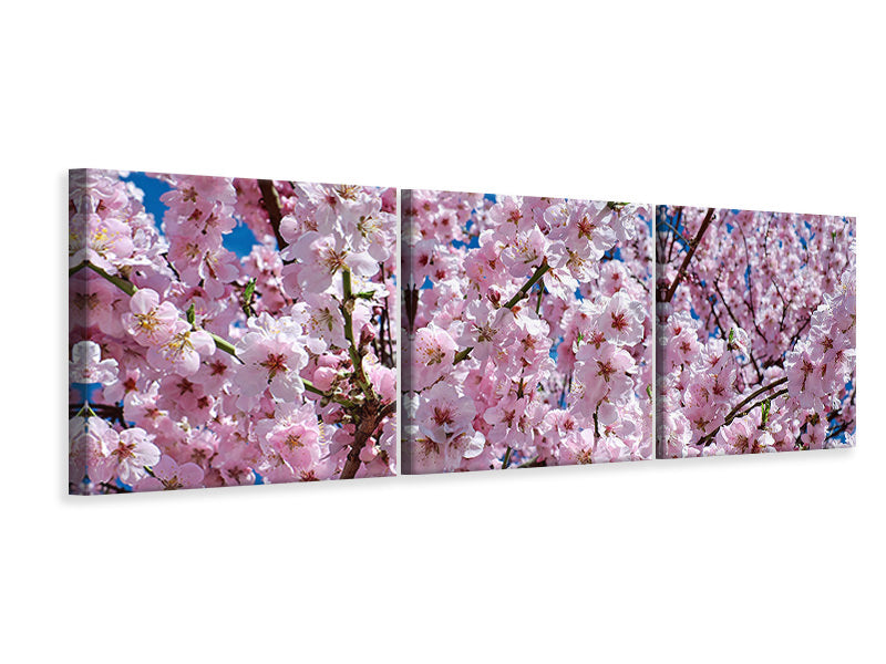 panoramic-3-piece-canvas-print-the-japanese-cherry