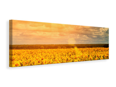 panoramic-canvas-print-golden-light-sunflower