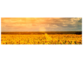 panoramic-canvas-print-golden-light-sunflower