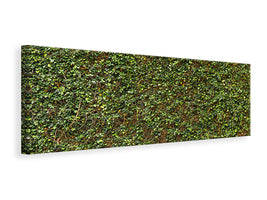 panoramic-canvas-print-green-ivy-leaves-wall