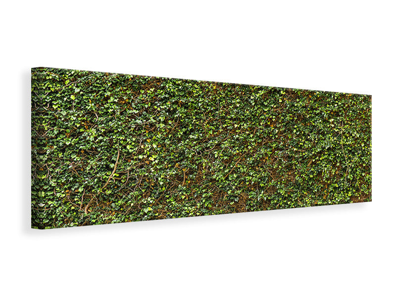 panoramic-canvas-print-green-ivy-leaves-wall