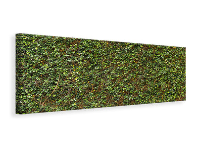 panoramic-canvas-print-green-ivy-leaves-wall