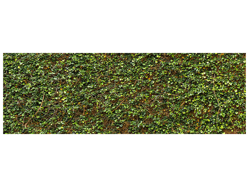 panoramic-canvas-print-green-ivy-leaves-wall