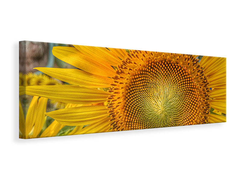 panoramic-canvas-print-inflorescence-of-a-sunflower