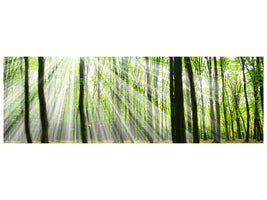 panoramic-canvas-print-magic-light-in-the-trees