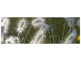 panoramic-canvas-print-ornamental-grasses-in-xl