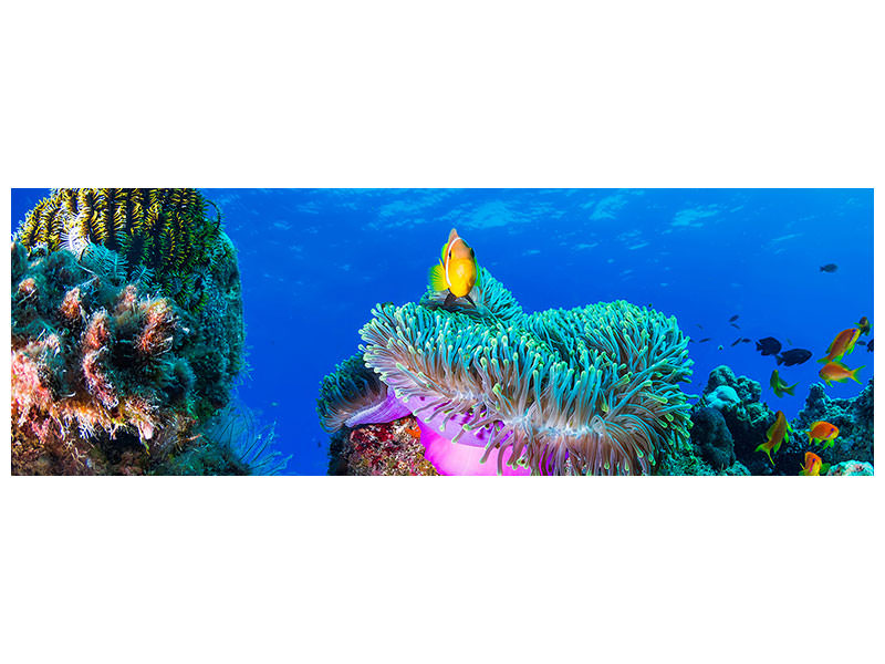 panoramic-canvas-print-sea-life