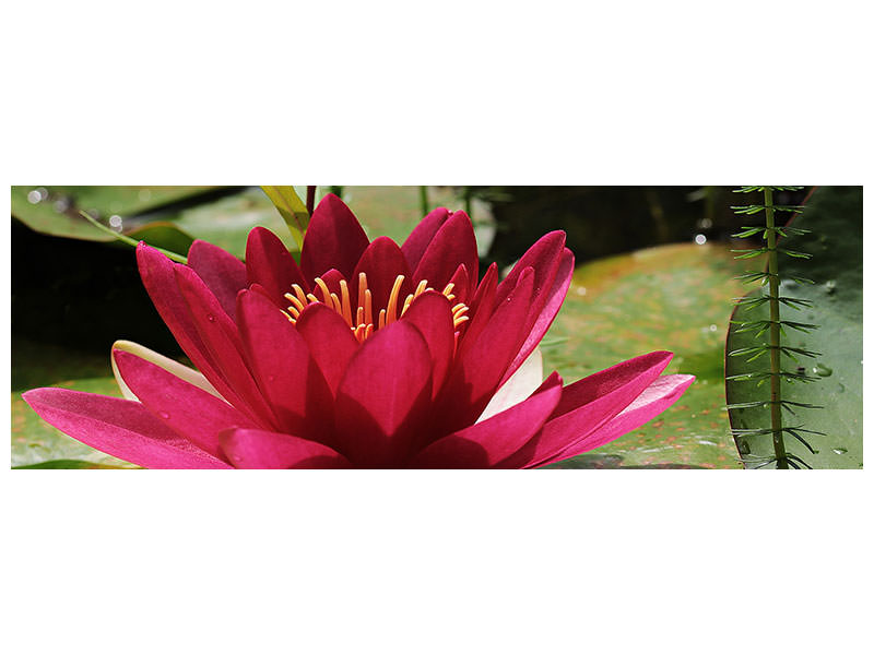 panoramic-canvas-print-water-lily-in-red